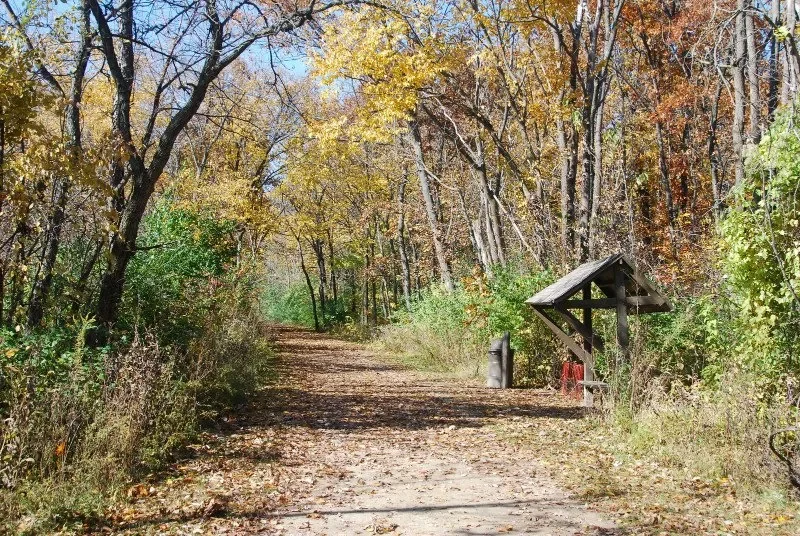 A forest path splitting in two directions under soft overcast light.